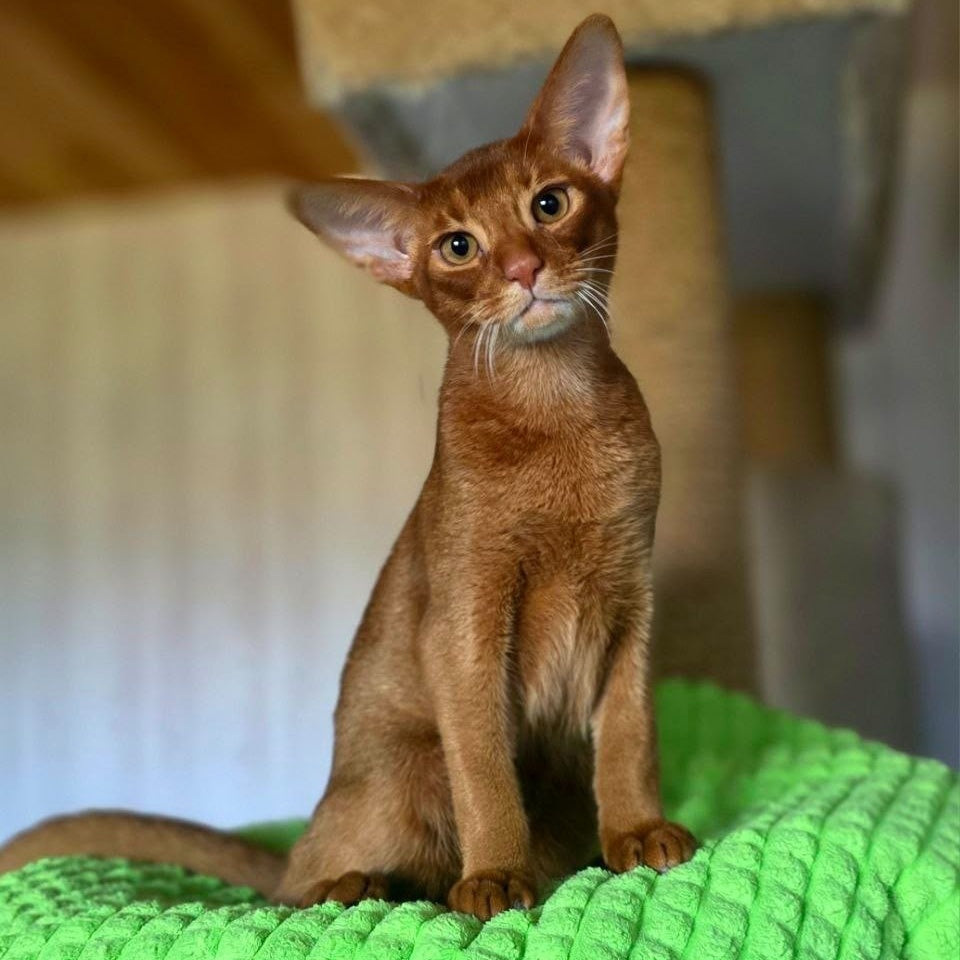 Alex Abyssinian male, sorrel