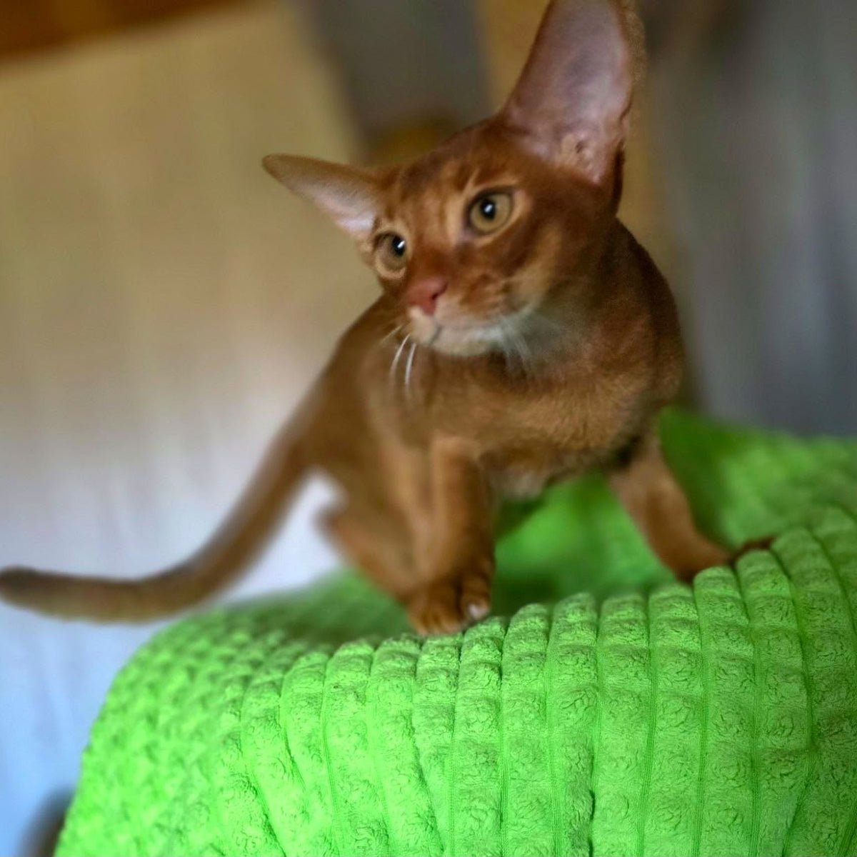 Alex Abyssinian male, sorrel