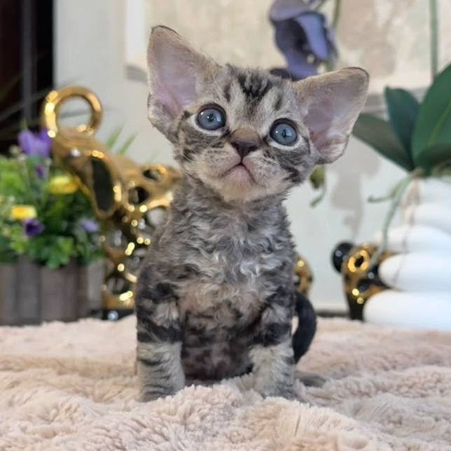 Simba Devon Rex male, black spotted tabby