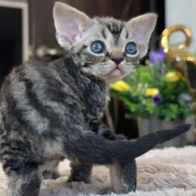Simba Devon Rex male, black spotted tabby