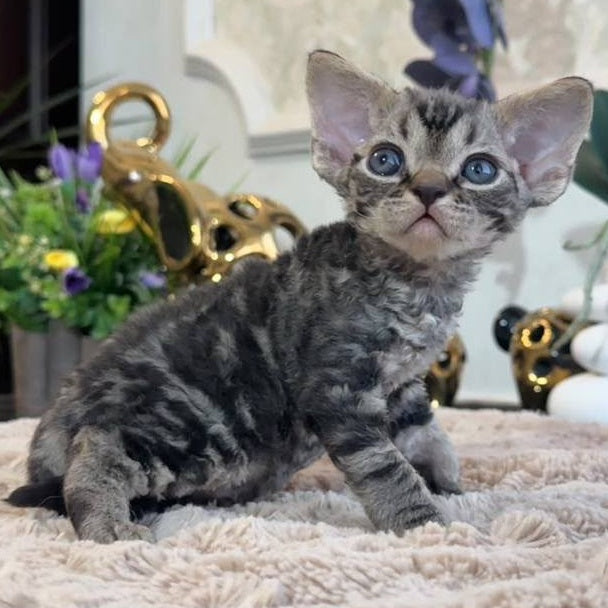 Simba Devon Rex male, black spotted tabby