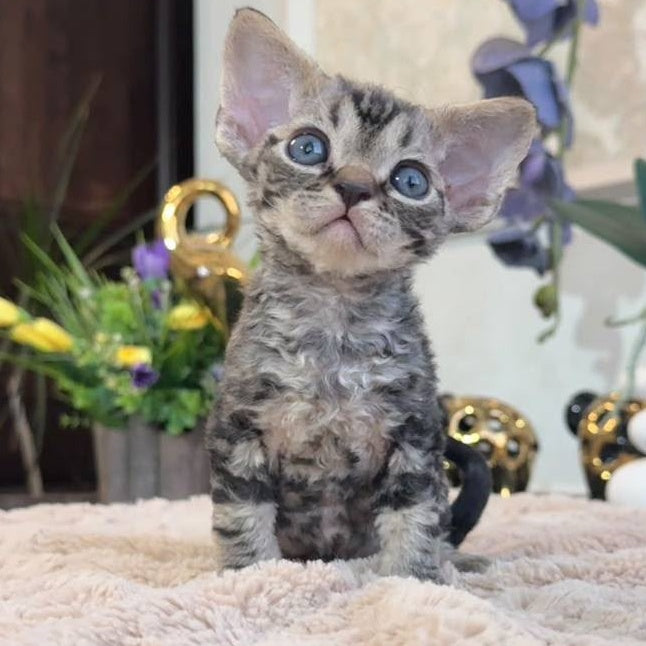 Simba Devon Rex male, black spotted tabby