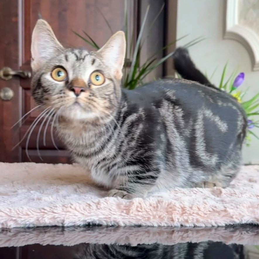 Lambert Munchkin male, black spotted tabby