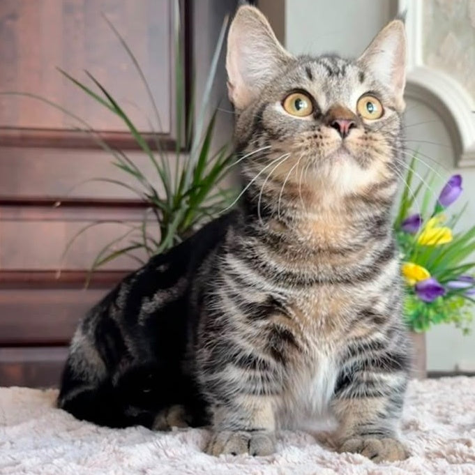 Lambert Munchkin male, black spotted tabby