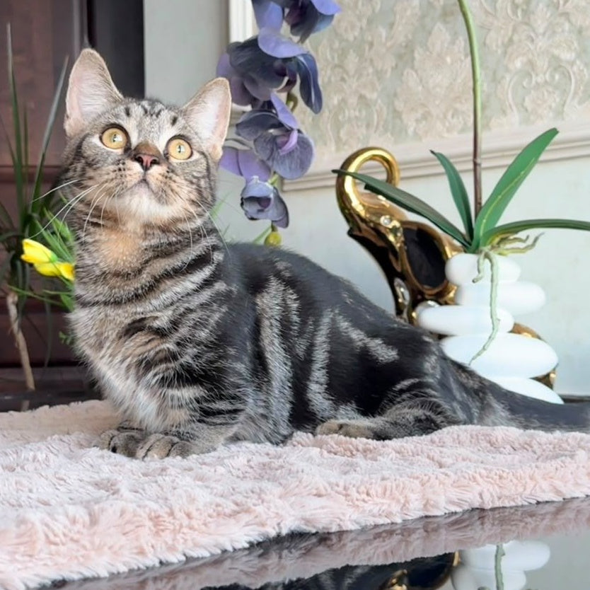 Lambert Munchkin male, black spotted tabby