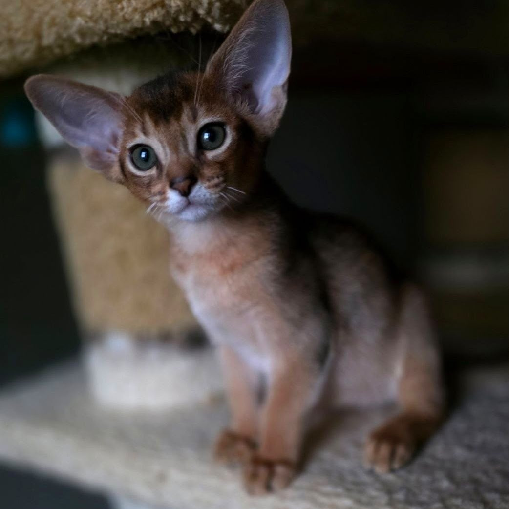 Martin Abyssinian male, ruddy