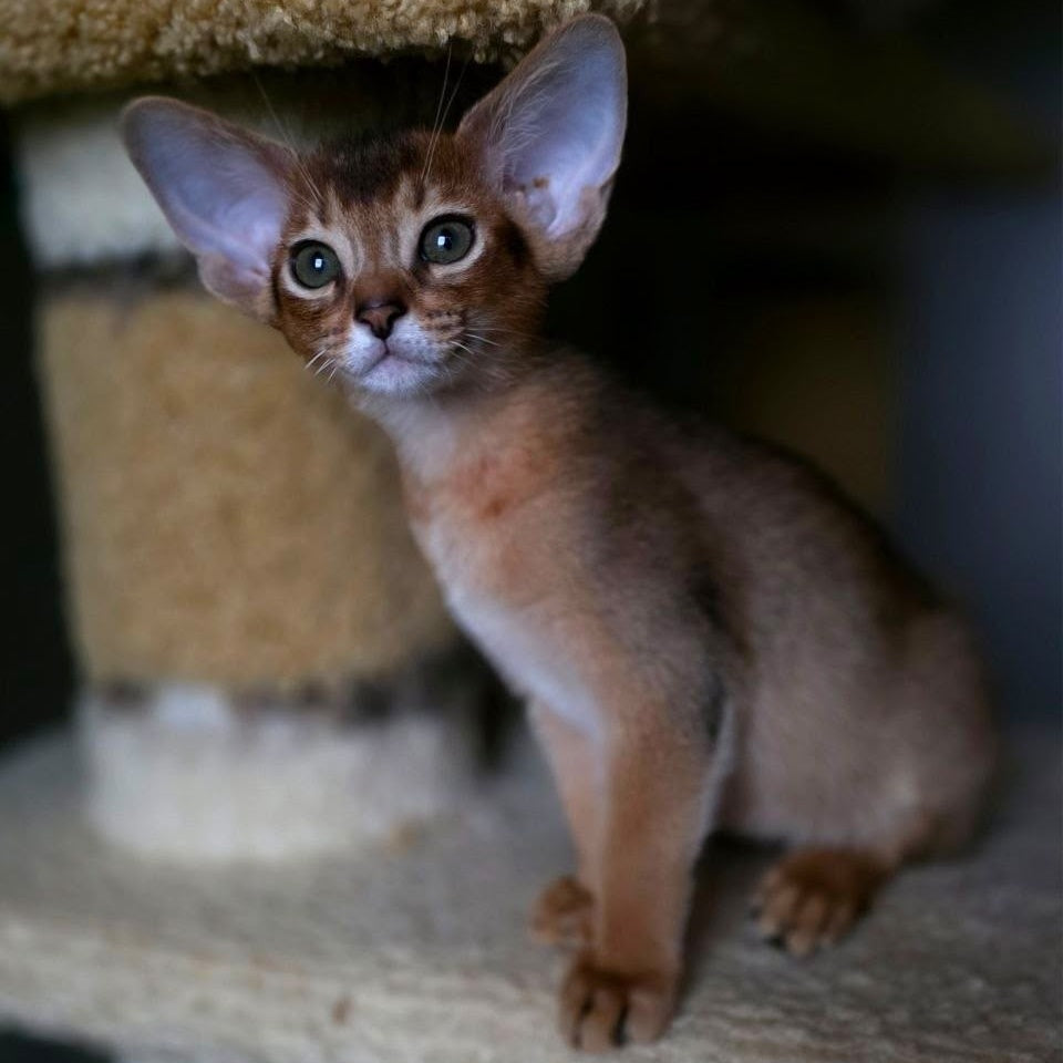Martin Abyssinian male, ruddy