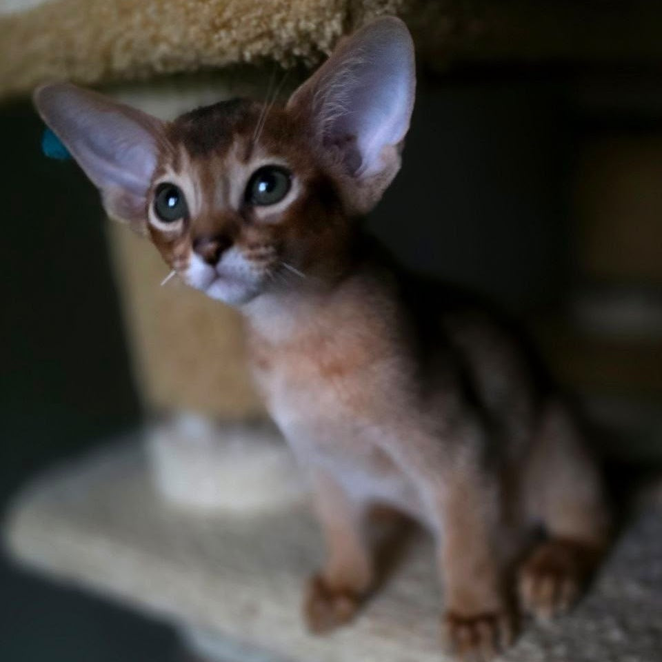 Martin Abyssinian male, ruddy