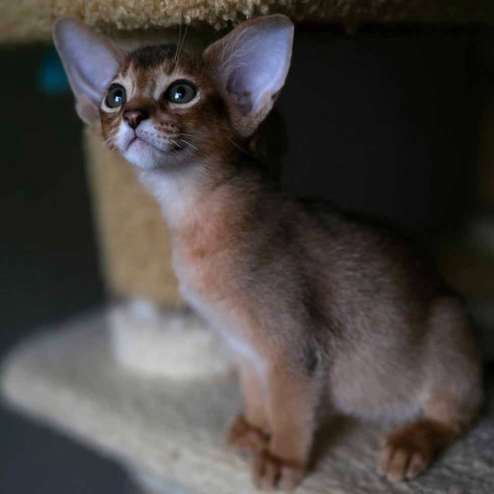 Martin Abyssinian male, ruddy