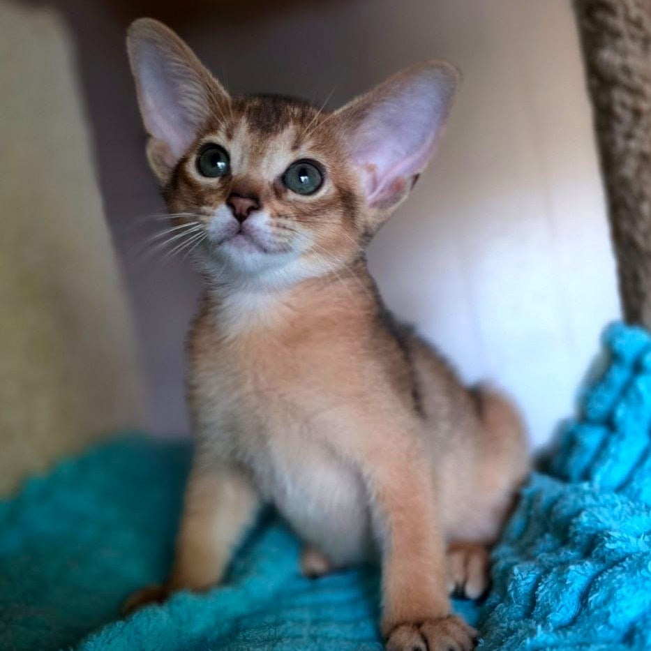 Mia Abyssinian female, ruddy