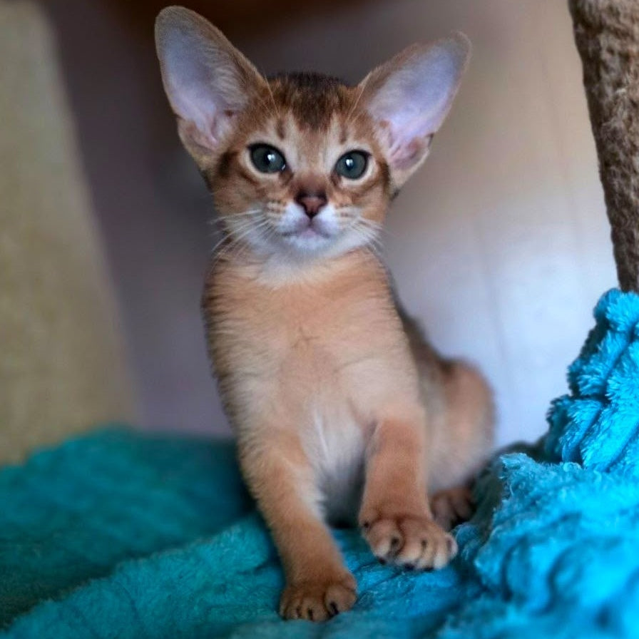 Mia Abyssinian female, ruddy
