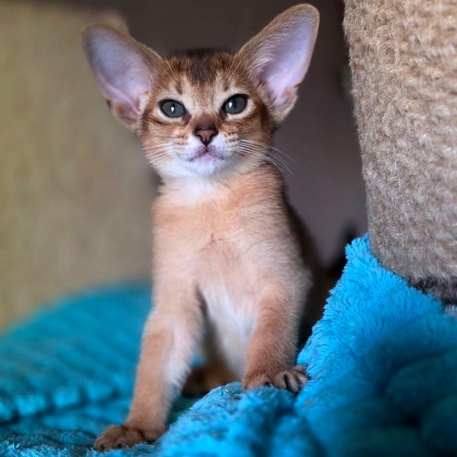 Mia Abyssinian female, ruddy