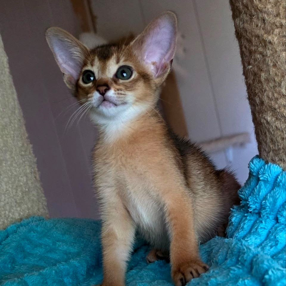 Mia Abyssinian female, ruddy
