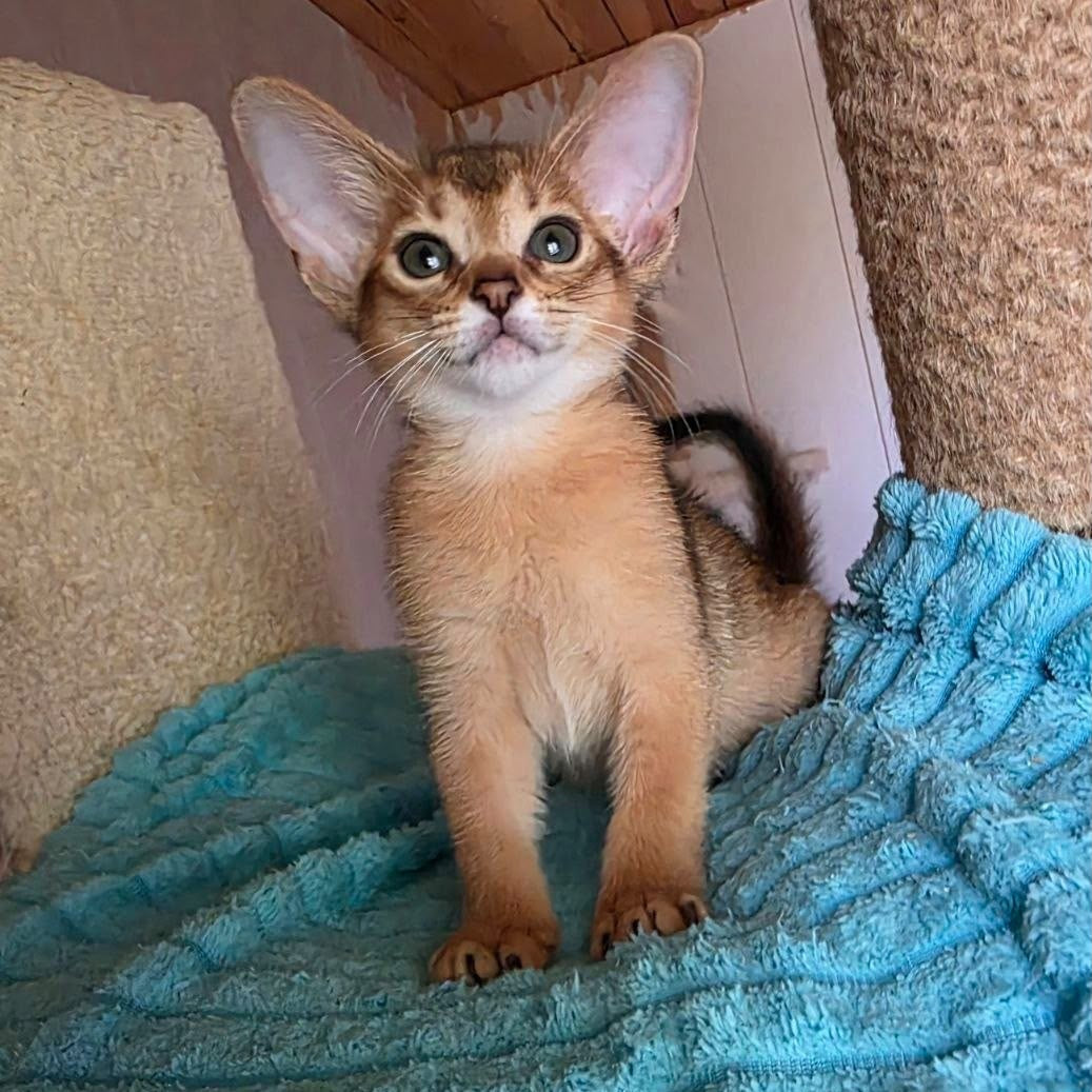 Mia Abyssinian female, ruddy