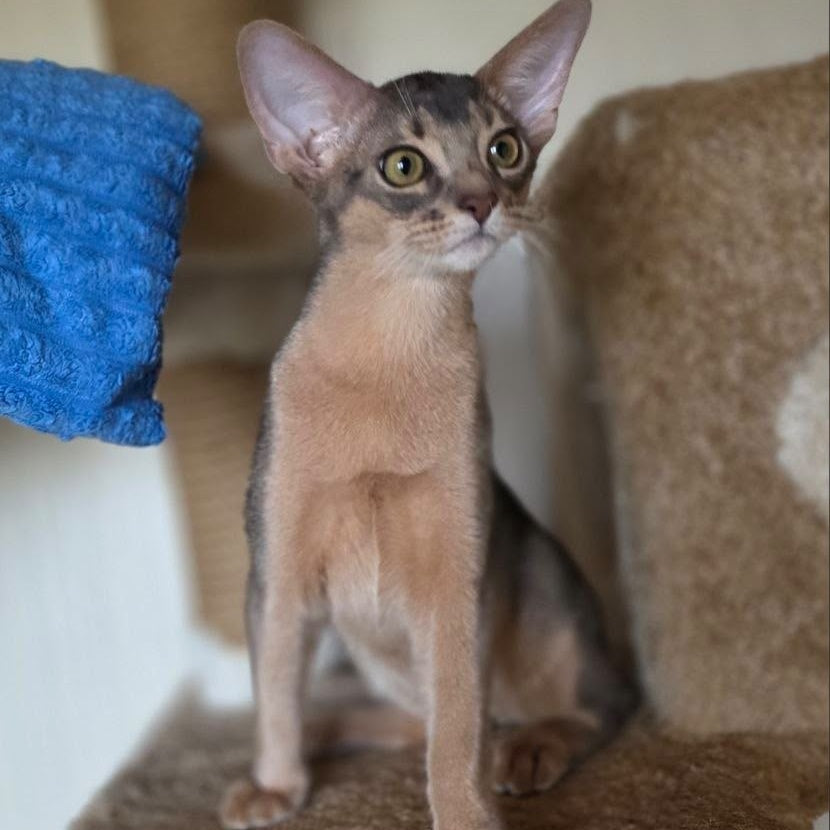 Tim Abyssinian male, blue