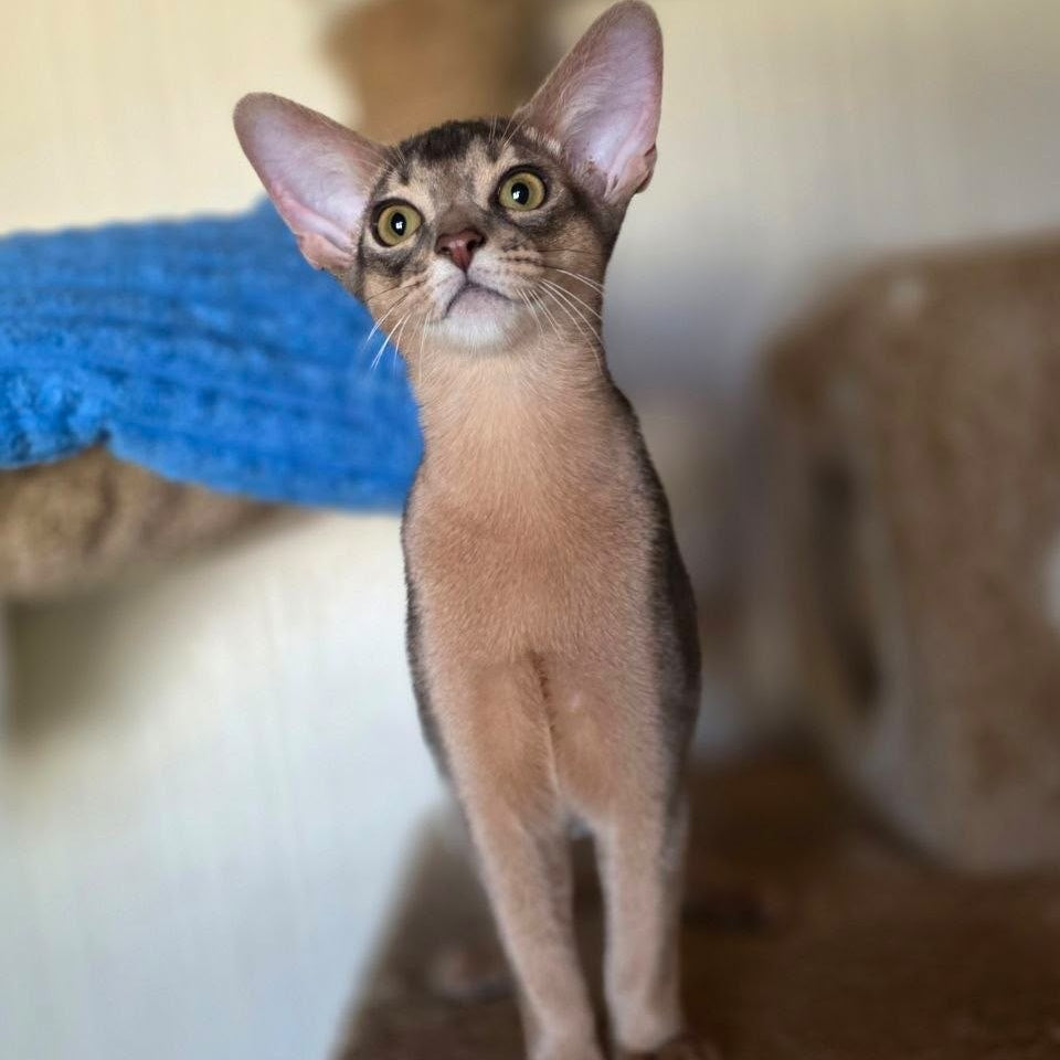 Tim Abyssinian male, blue