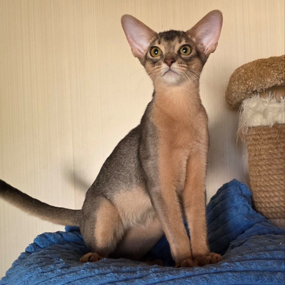 Tim Abyssinian male, blue