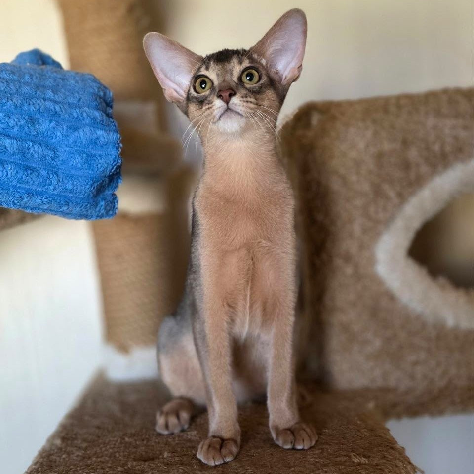 Tim Abyssinian male, blue