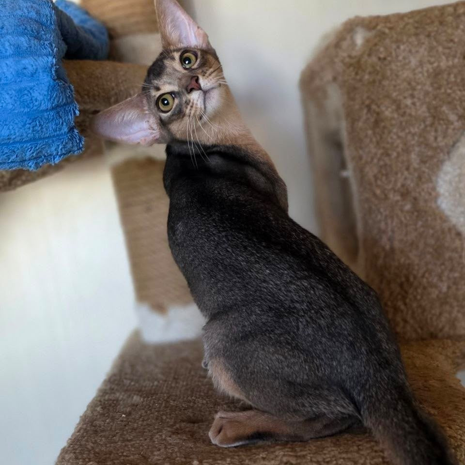 Tim Abyssinian male, blue