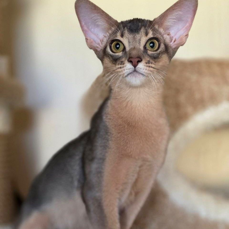 Tim Abyssinian male, blue