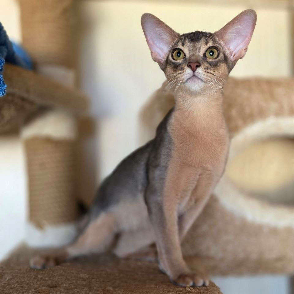 Tim Abyssinian male, blue