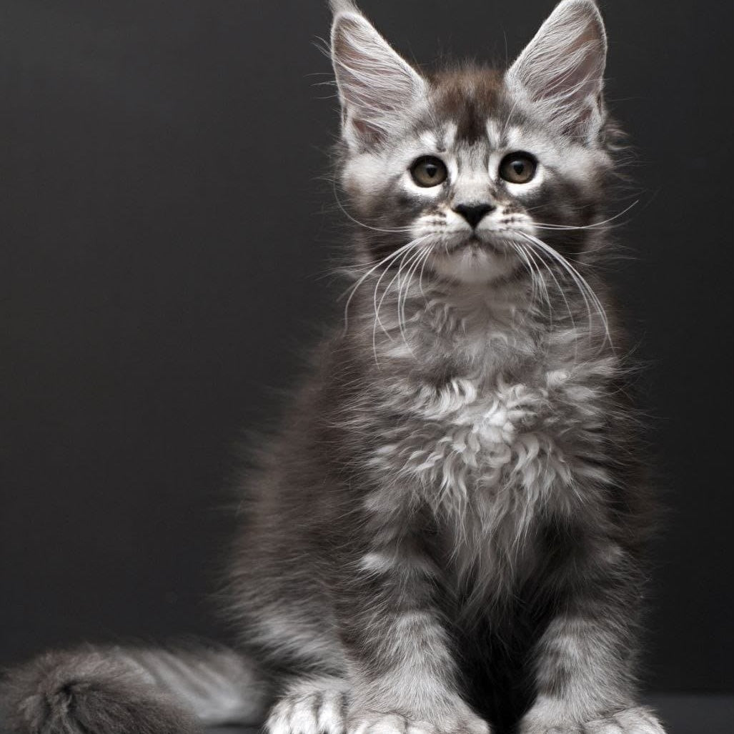 Kiana Maine Coon polydactyl 6x6x6x6 female, black silver ticked tabby