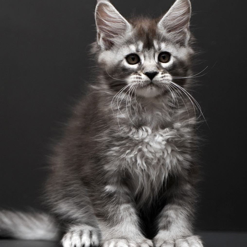 Kiana Maine Coon polydactyl 6x6x6x6 female, black silver ticked tabby