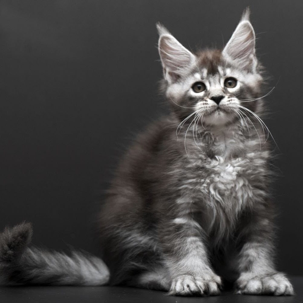 Kiana Maine Coon polydactyl 6x6x6x6 female, black silver ticked tabby