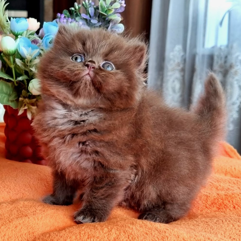 Liana British Longhair female, chocolate