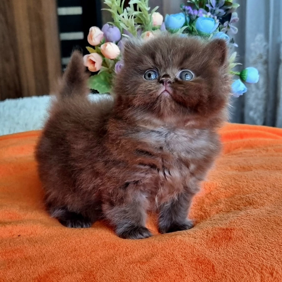 Liana British Longhair female, chocolate