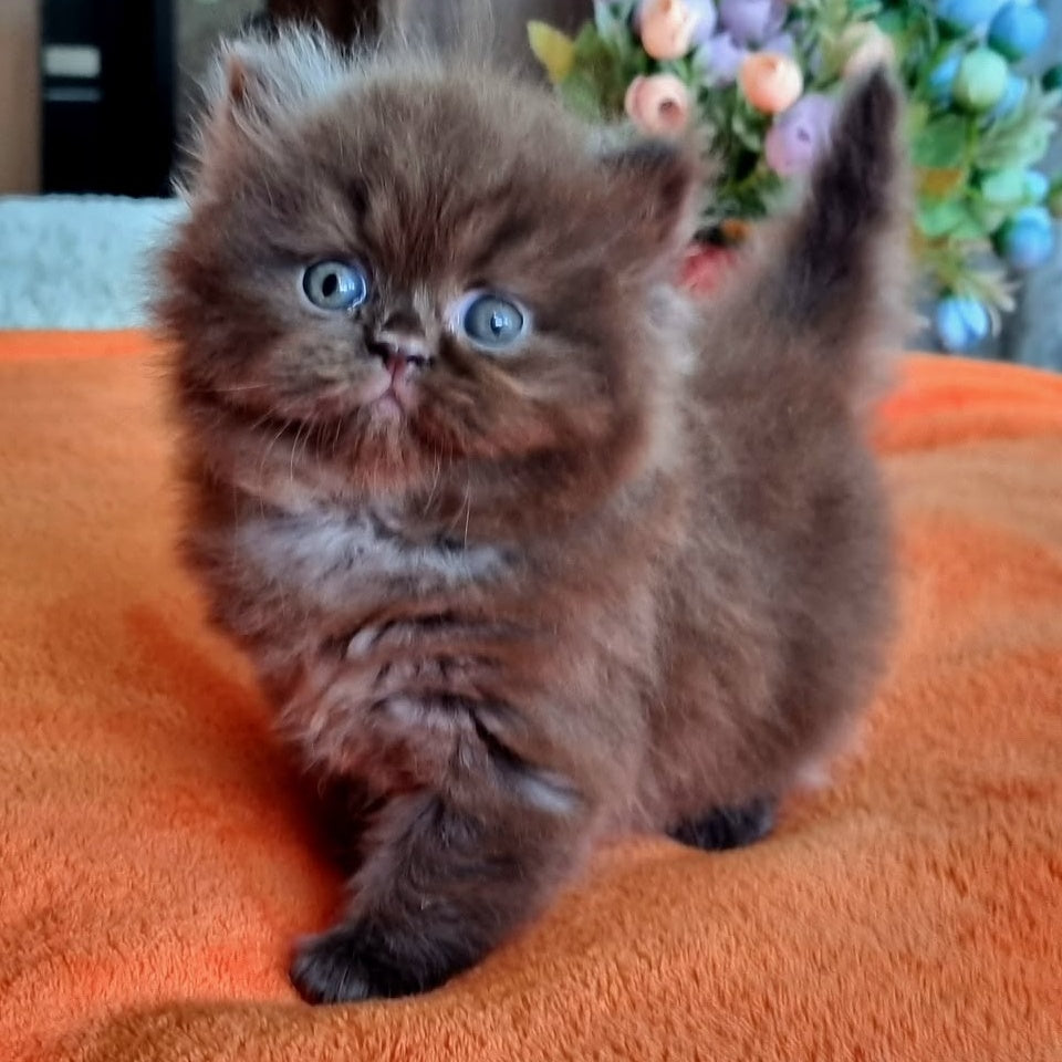 Liana British Longhair female, chocolate