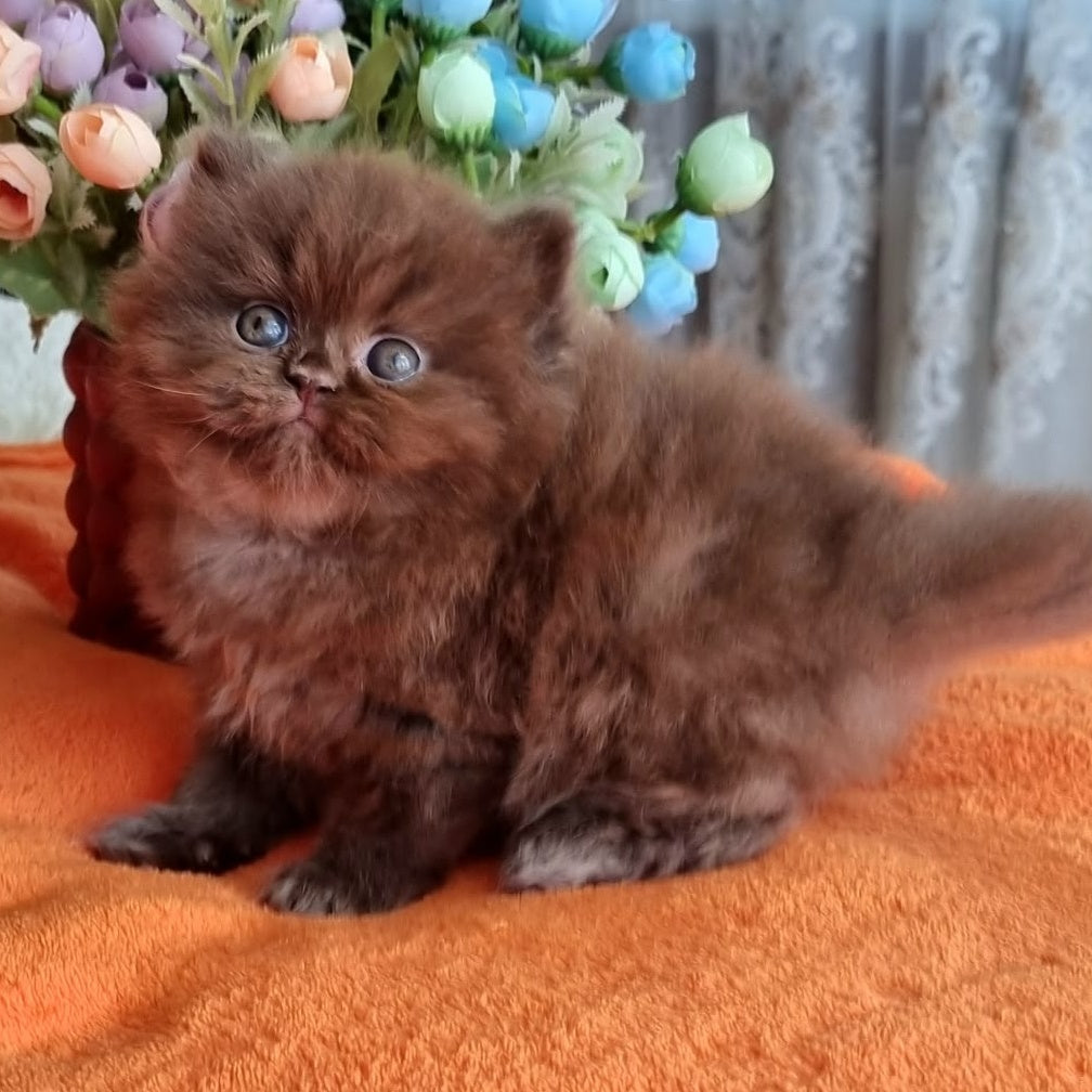 Liana British Longhair female, chocolate