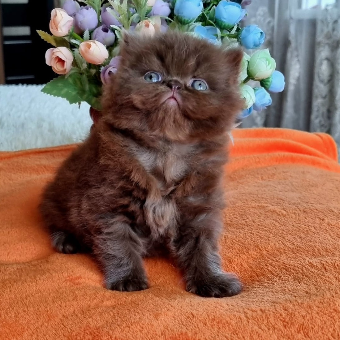 Lalli British Longhair female, chocolate