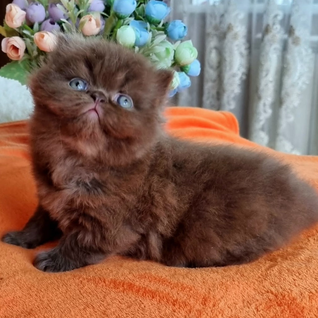 Lalli British Longhair female, chocolate