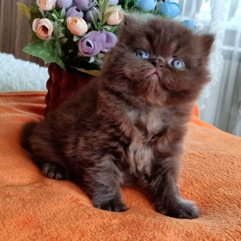 Lalli British Longhair female, chocolate