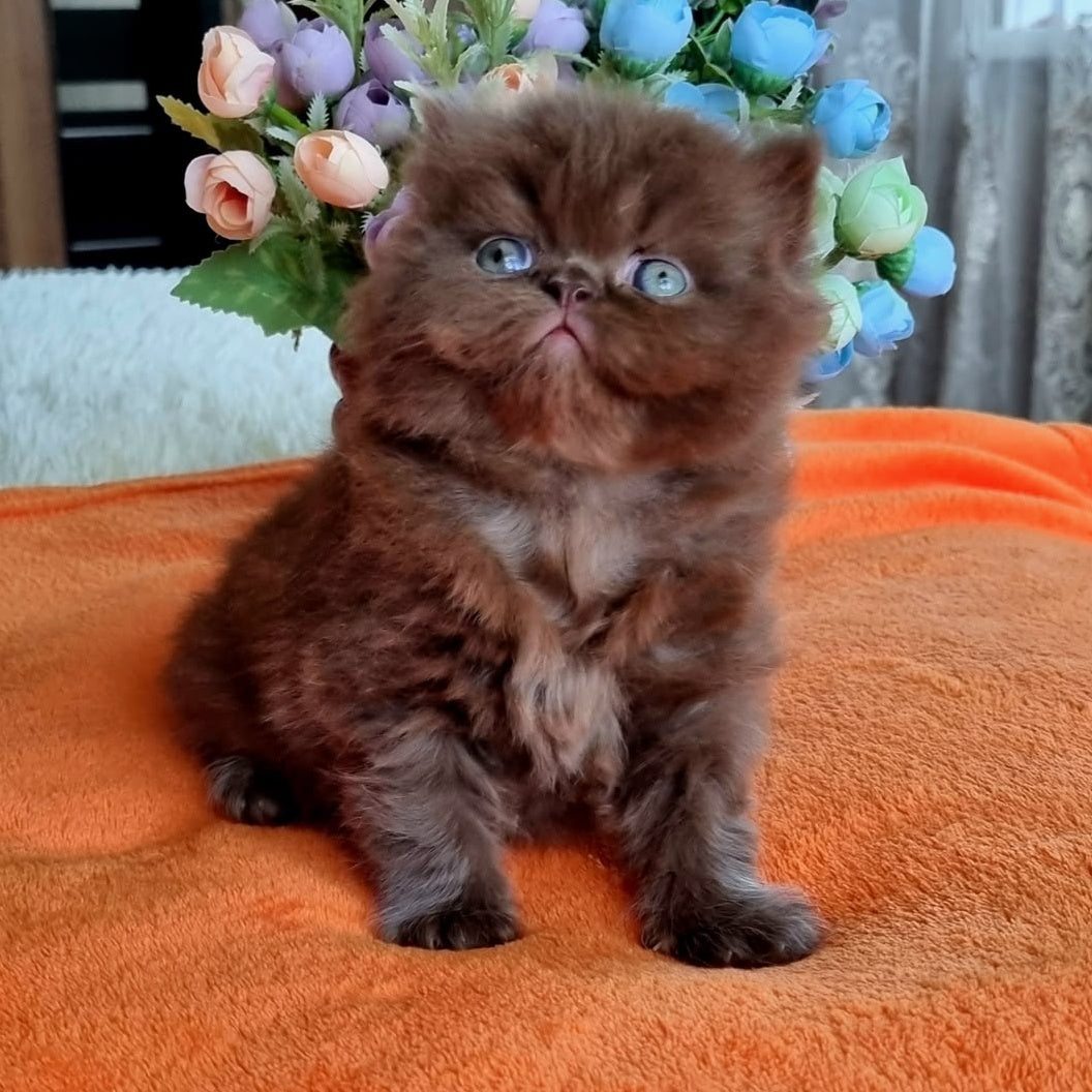Lalli British Longhair female, chocolate