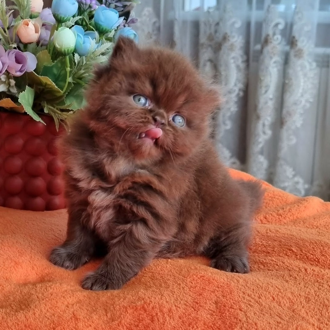 Lalli British Longhair female, chocolate