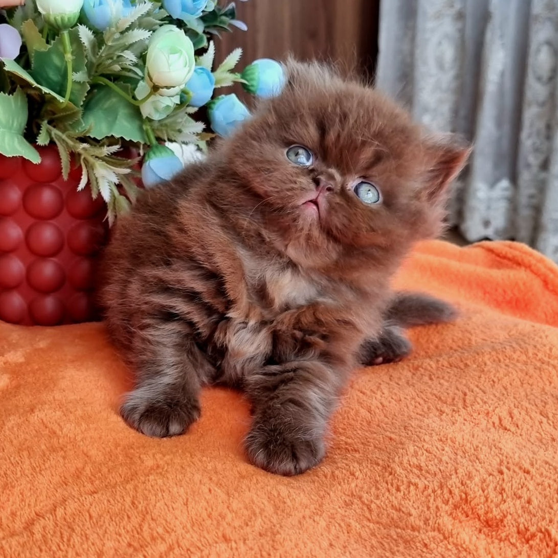 Lalli British Longhair female, chocolate