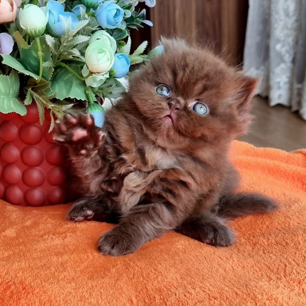 Lalli British Longhair female, chocolate