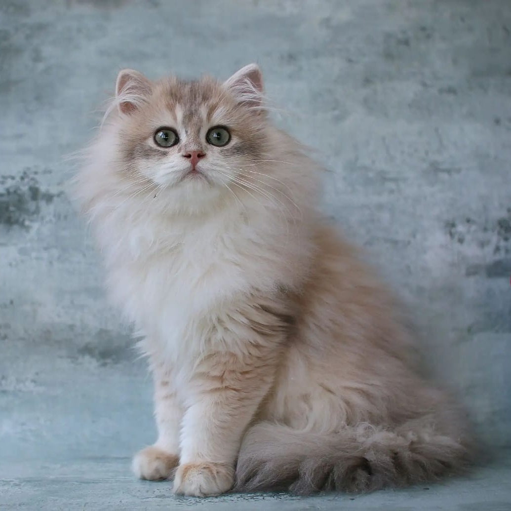 Jasper British Longhair male, blue golden chinchilla