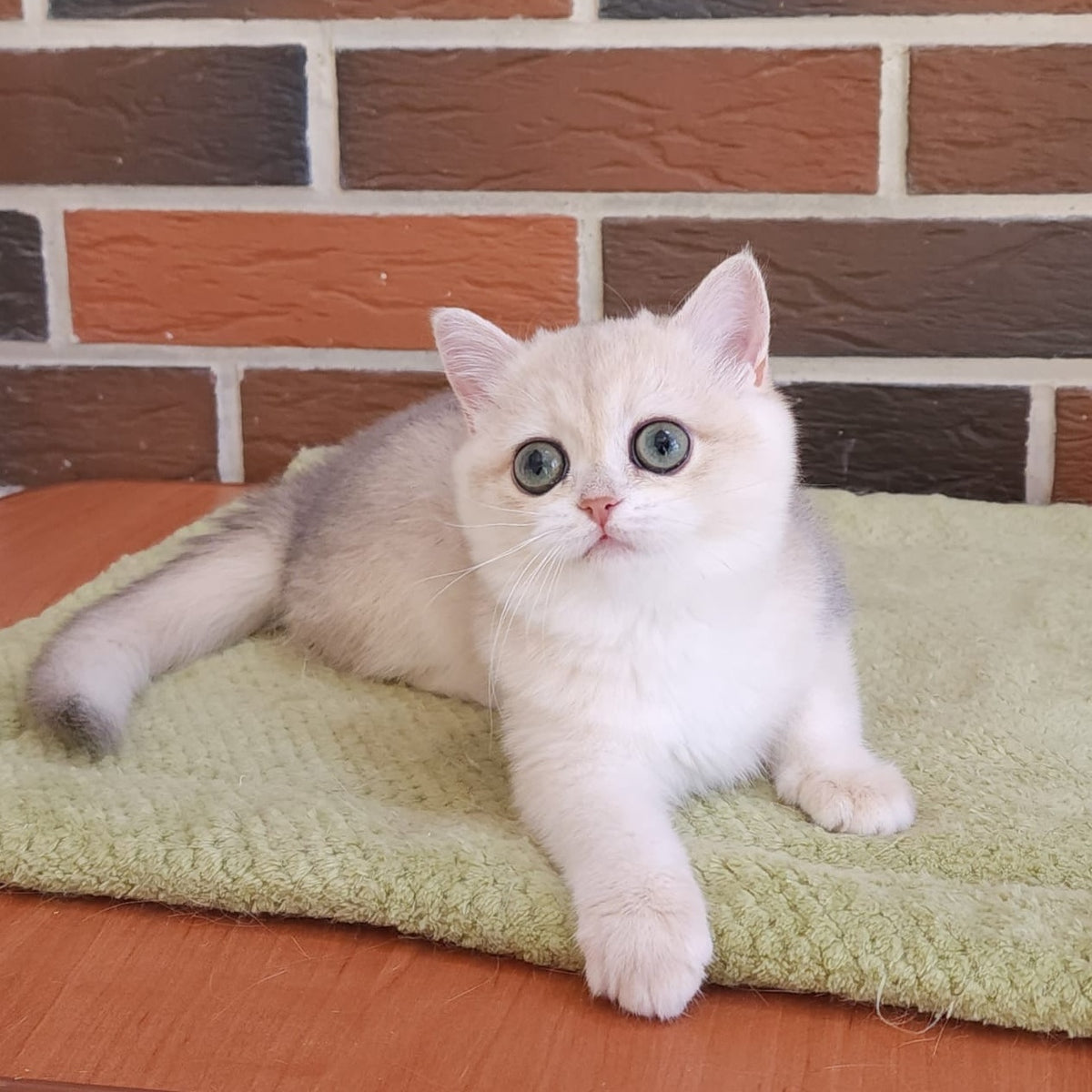 Price British Shorthair female, blue golden chinchilla