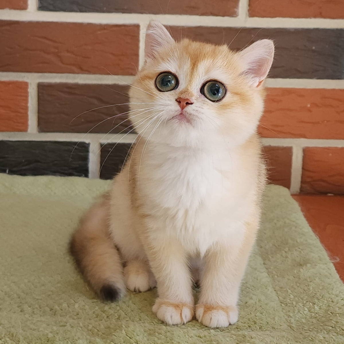 Treisy British Shorthair female, black golden chinchilla