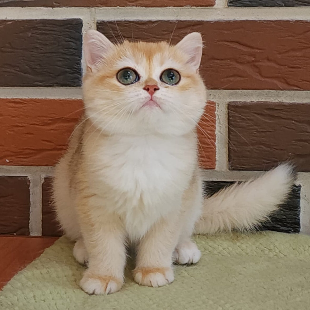 Treisy British Shorthair female, black golden chinchilla