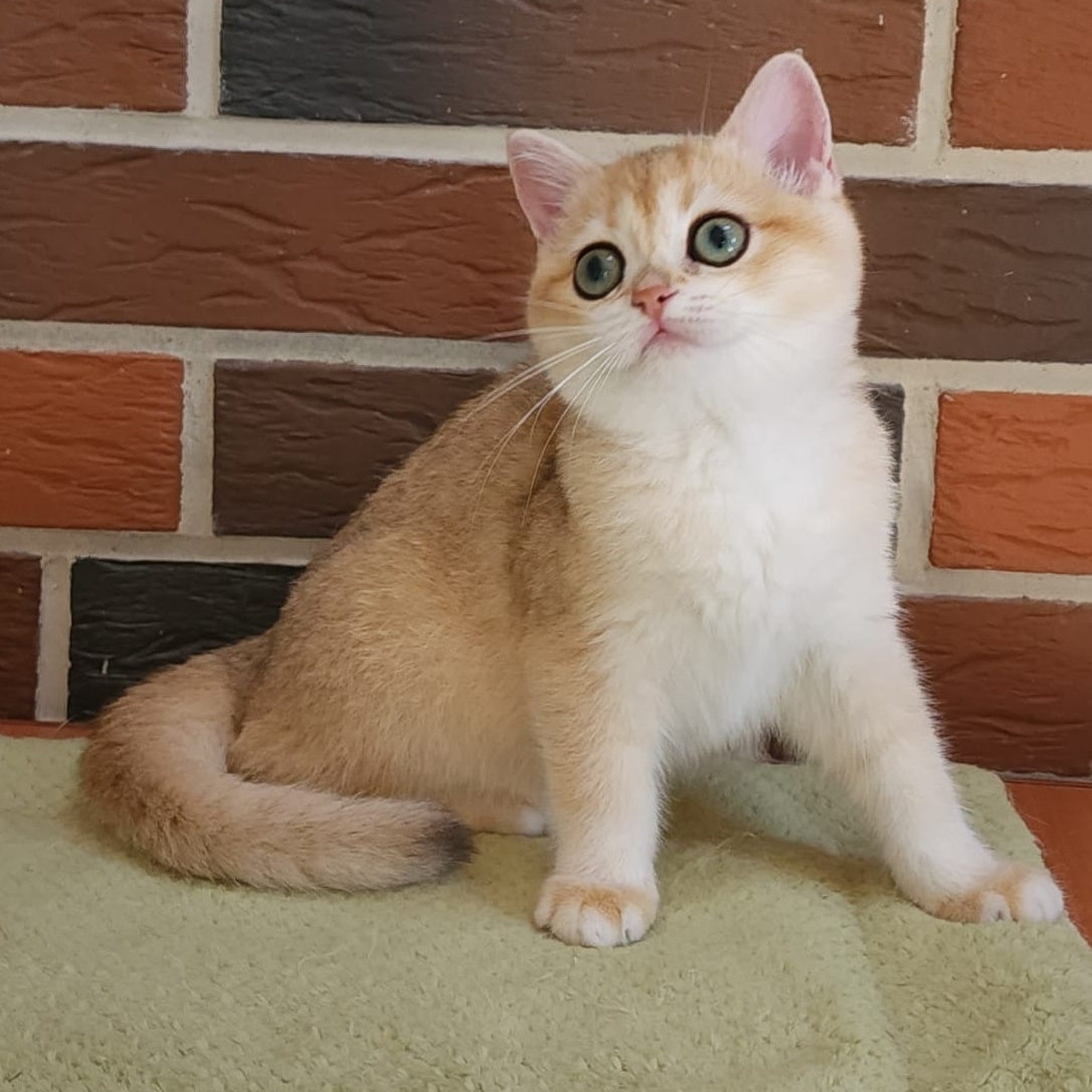 Tiffany British Shorthair female, black golden chinchilla
