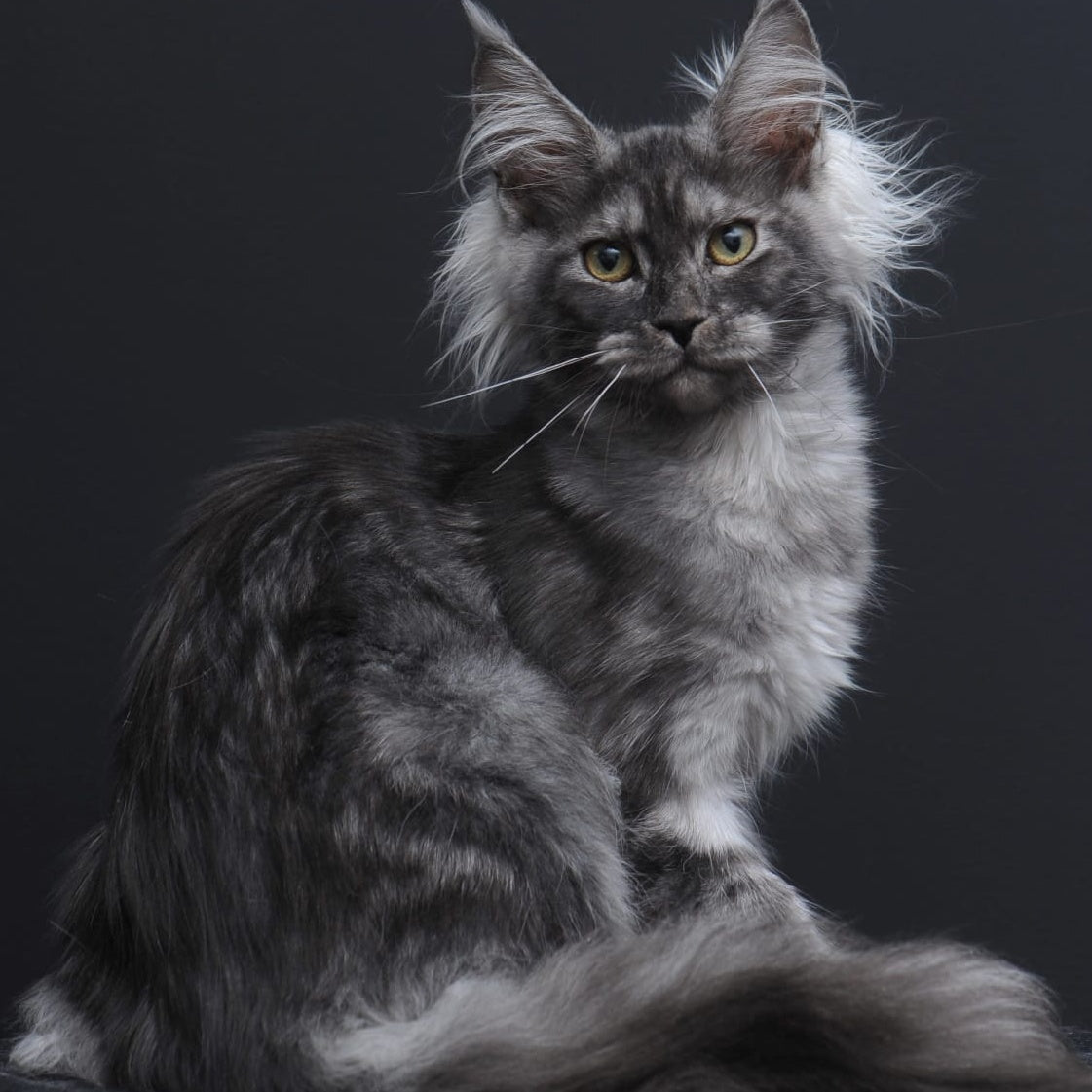 Sabrina Maine Coon female, black silver
