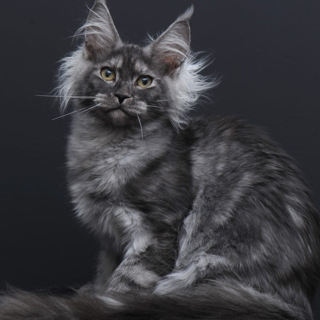 Sabrina Maine Coon female, black silver