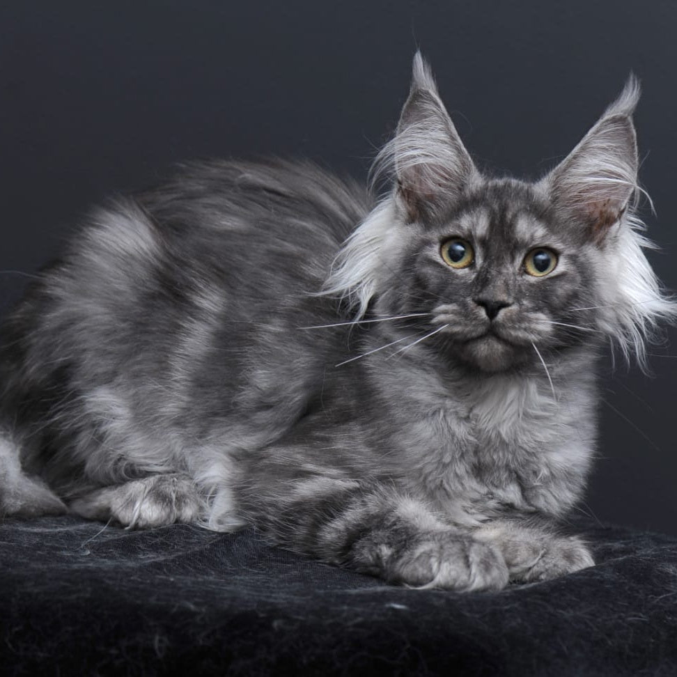 Sabrina Maine Coon female, black silver