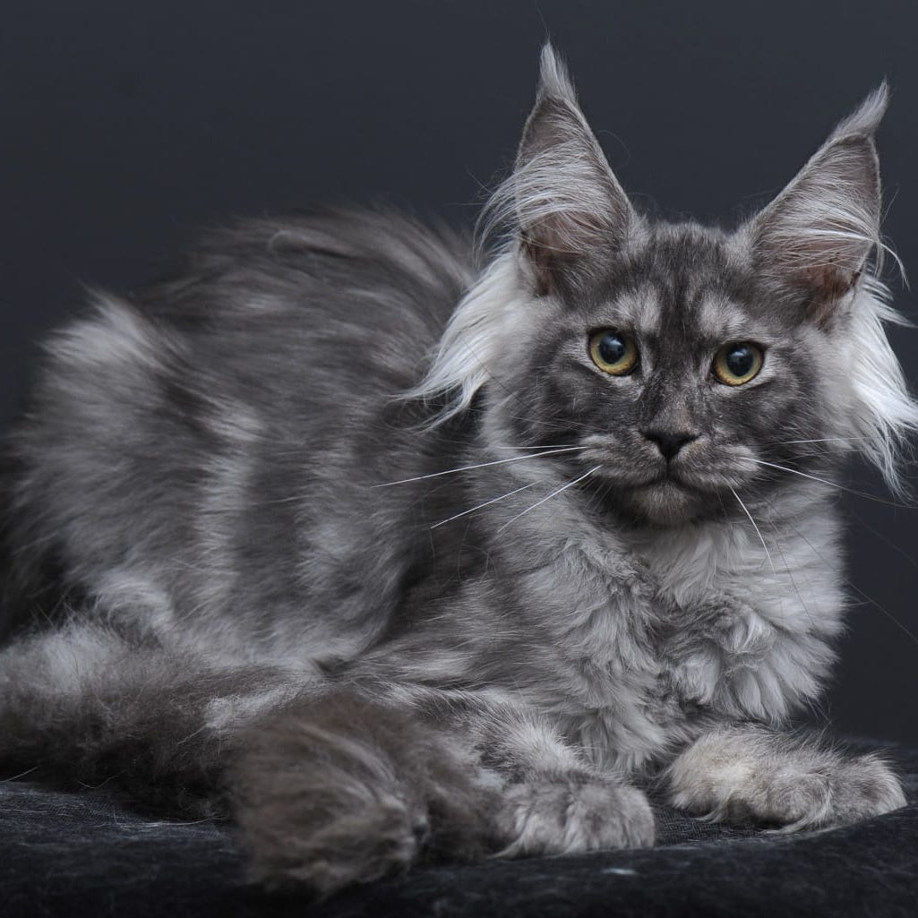 Sabrina Maine Coon female, black silver