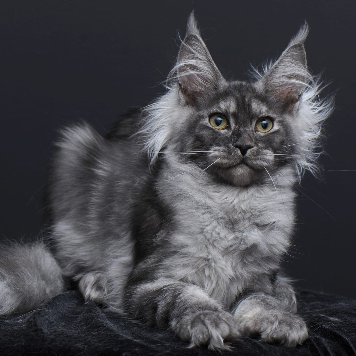 Sabrina Maine Coon female, black silver