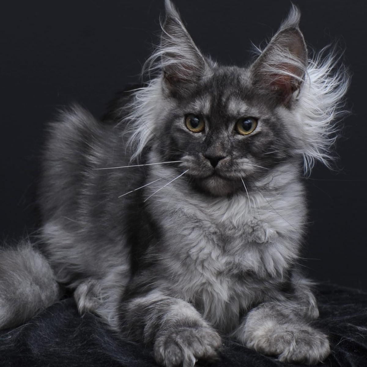 Sabrina Maine Coon female, black silver